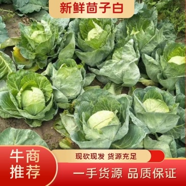 精品甘蓝圆包菜，翠皮茴子白，大量上市，现砍现发