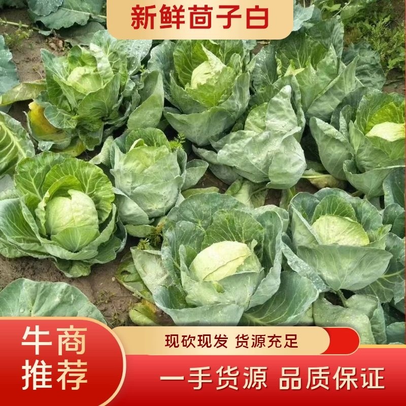 精品甘蓝圆包菜，翠皮茴子白，大量上市，现砍现发