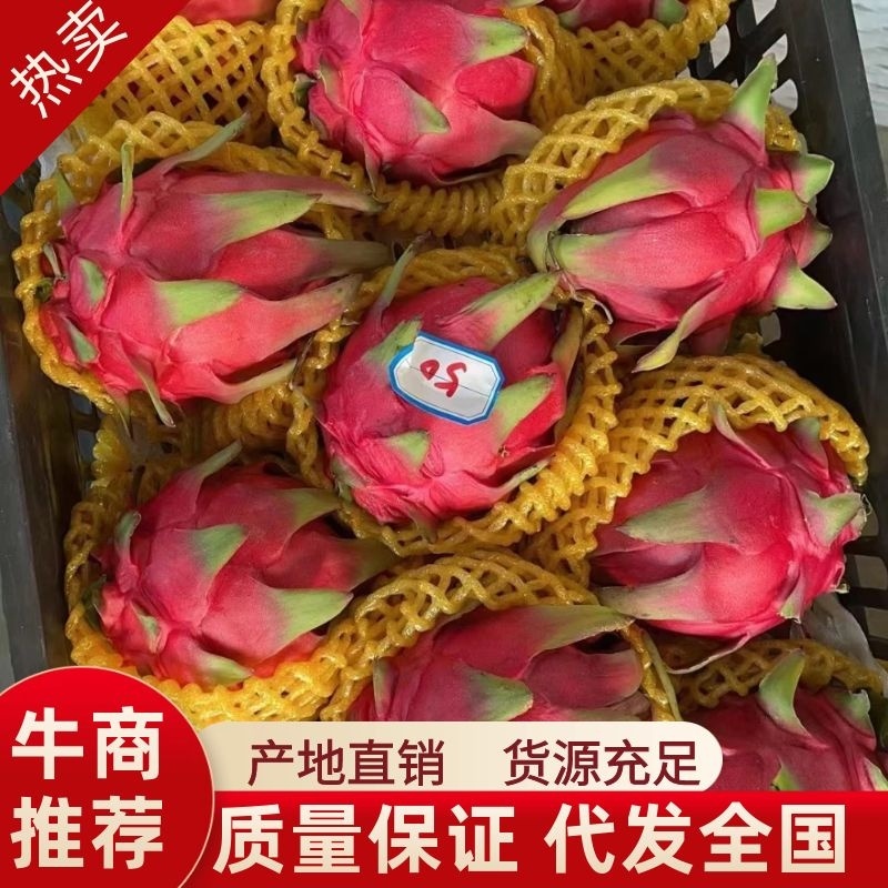 火龙果，广东红心火龙果，一手货源产地直销视频看货品质保证