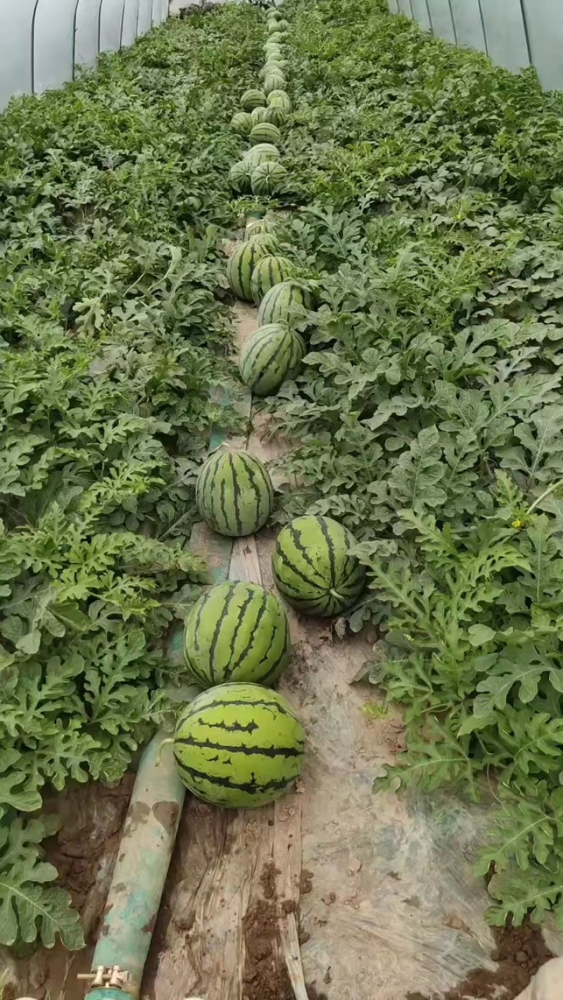 【火爆】湖南岳阳麒麟西瓜，8424西瓜，农家地头现摘现发