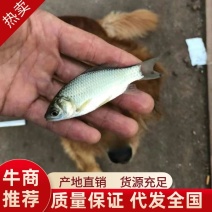 各种鱼苗齐全。成品齐全欢迎老板们合作量大从优