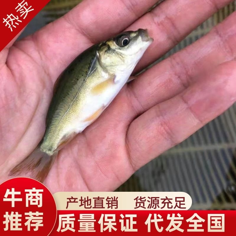 顺床水厂各种鱼苗齐全。成品齐全欢迎老板们合作量大从优欢迎