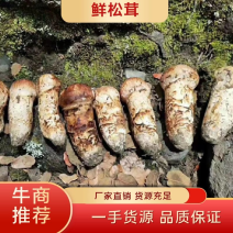 鲜松茸，现有货，量大从优，源头货，顺丰包邮。