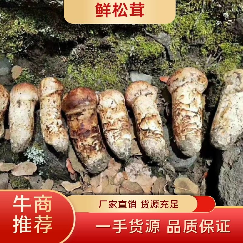 鲜松茸，现有货，量大从优，源头货，顺丰包邮。