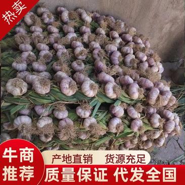 陕西大蒜精品紫皮蒜大量供应，一手货源对接全国商超