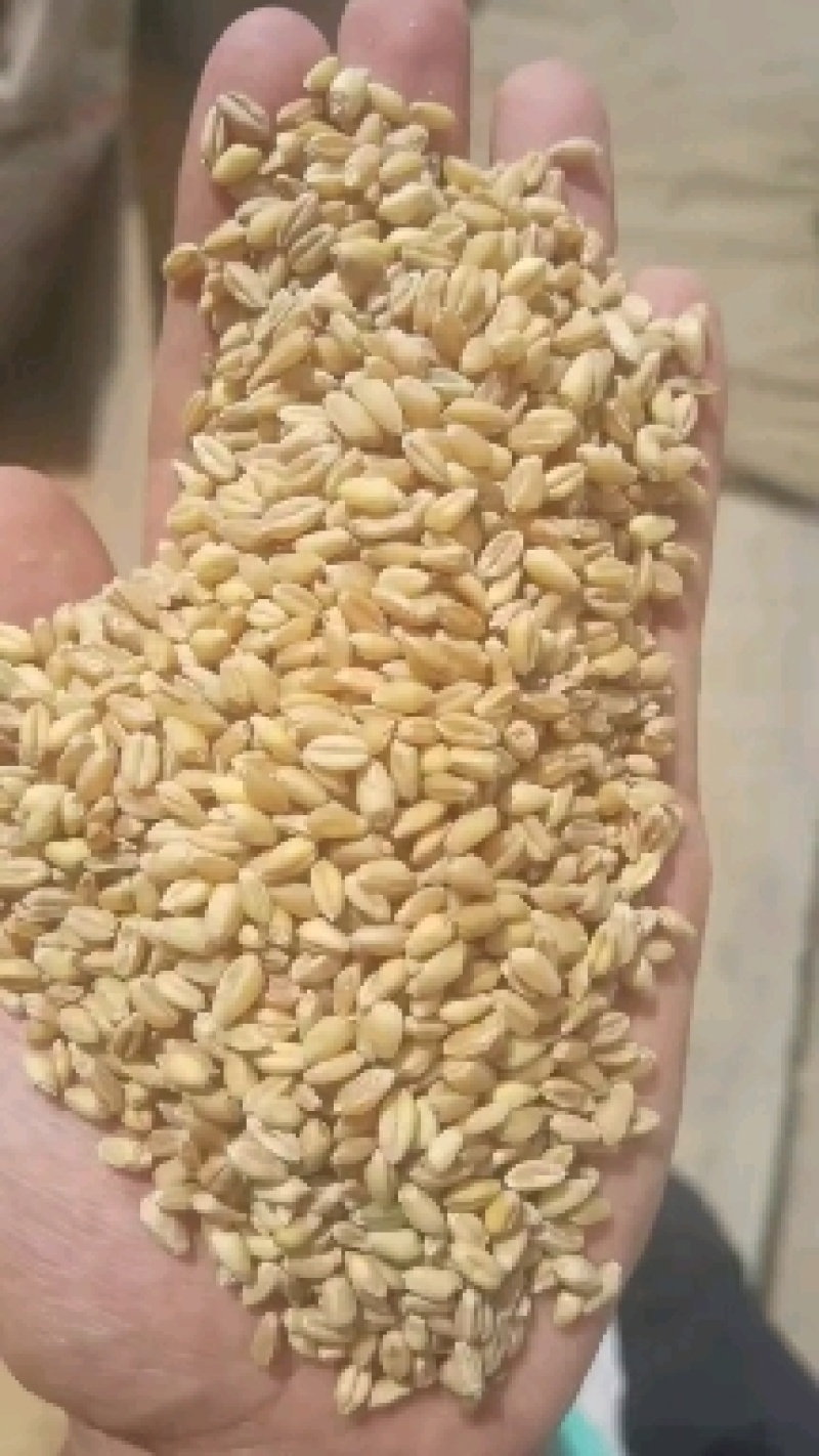 精品小麦粒产地直供一手货源品质保证诚信经营！