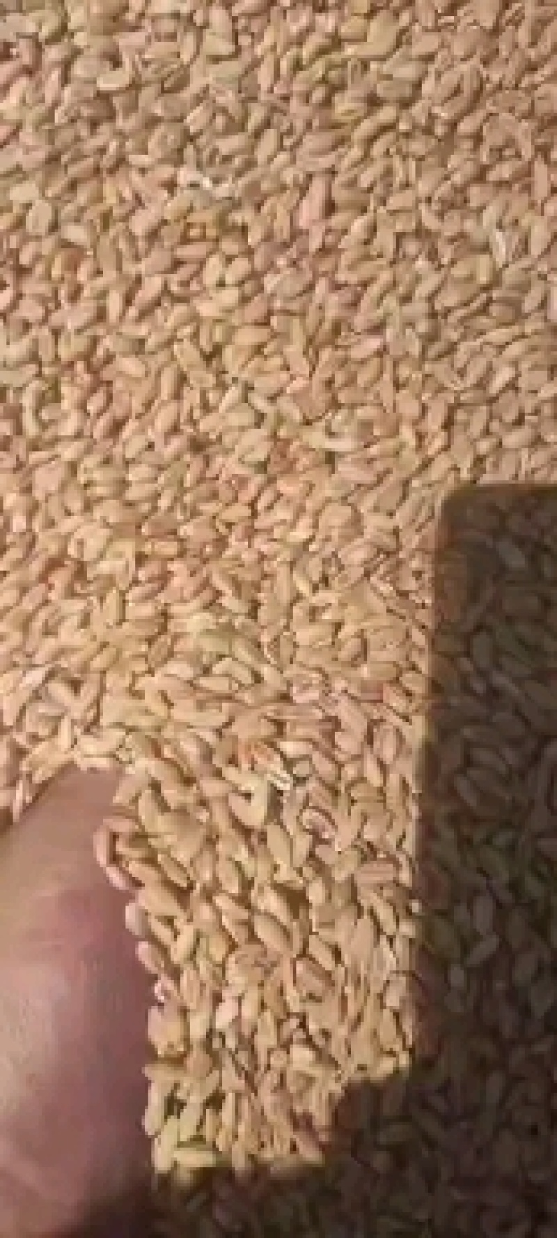 精品小麦粒产地直供一手货源品质保证诚信经营！