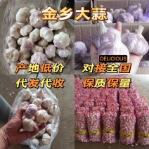 山东金乡大蒜紫皮蒜常年代收对接商超