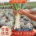 山东铁杆大葱，毛葱净葱，基地直销，货源稳定供货全国市场。