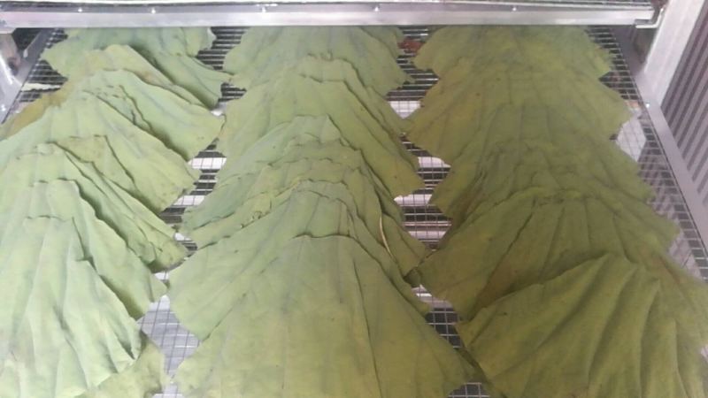 荷叶烘干。干燥机