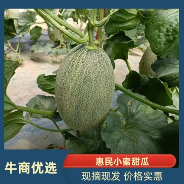 滨州市惠民县，小蜜甜瓜，一手货源，现摘现发，欢迎选购