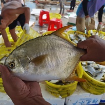 南海金鲳鱼自产自销自有基地位于阳西青洲岛海捕捞速冻鲜活