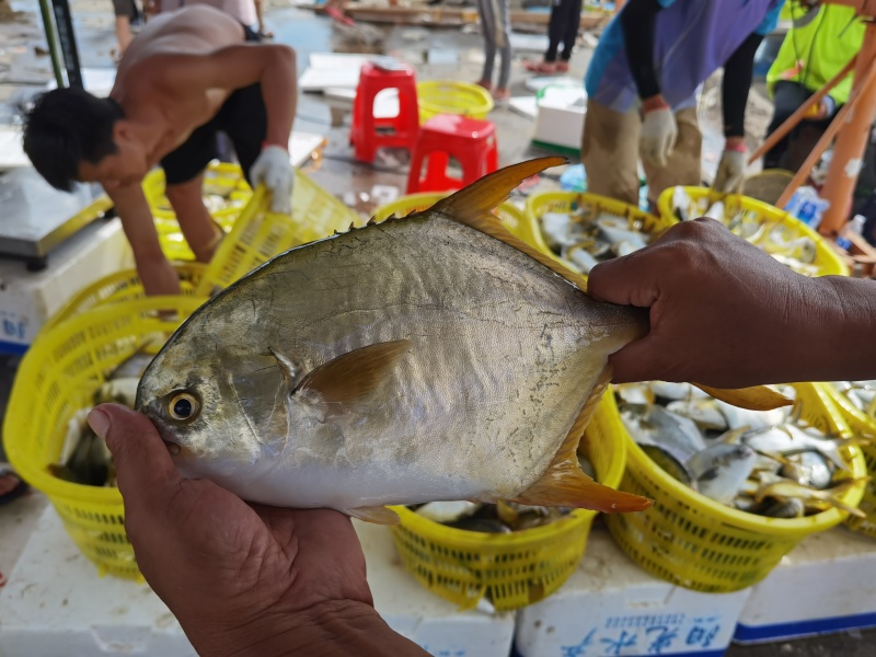 南海金鲳鱼自产自销自有基地位于阳西青洲岛海捕捞速冻鲜活