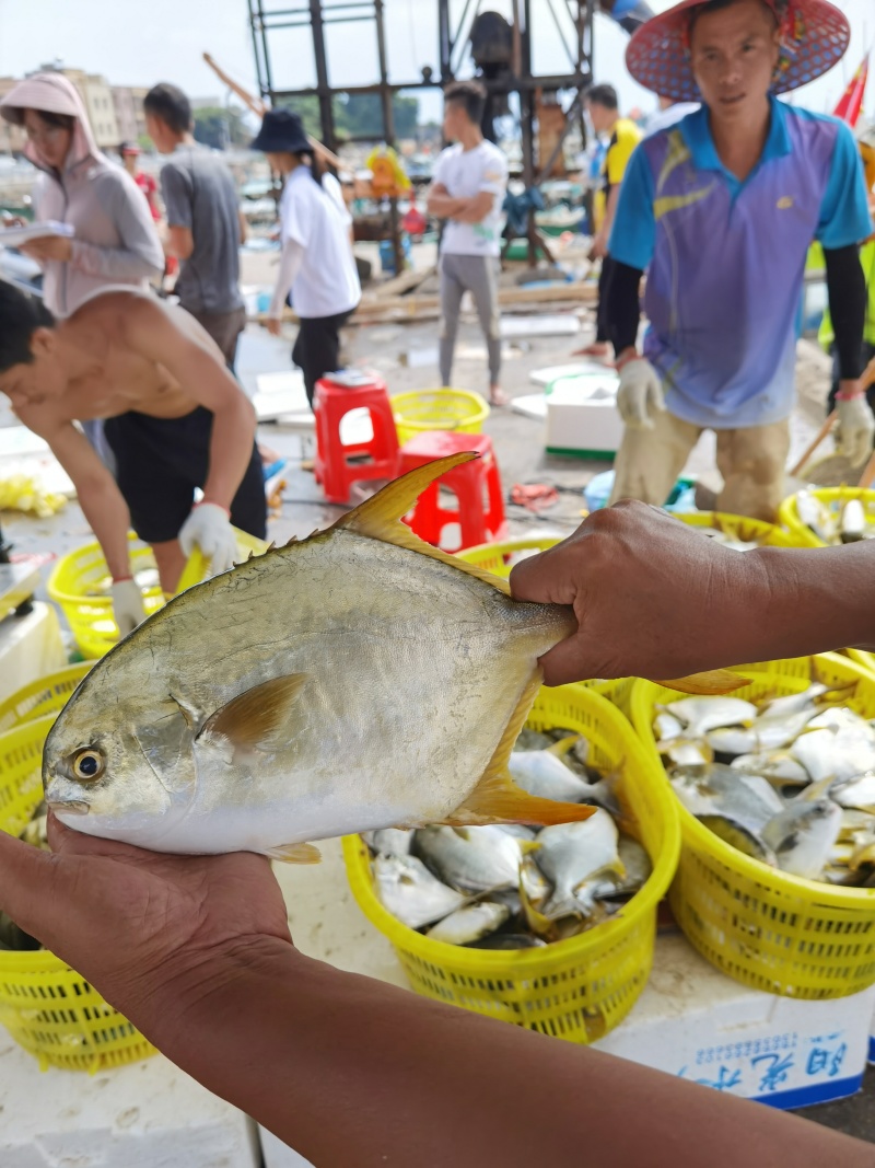 南海金鲳鱼自产自销自有基地位于阳西青洲岛海捕捞速冻鲜活