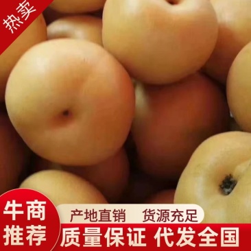 精品梨，丰水梨，一手货源，产地直销。视频看货