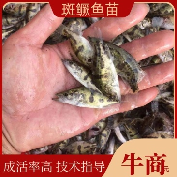 湖南精品斑鳜苗高成活规格齐全专业育苗基地技术先进