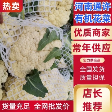 优质精品白面青梗松花菜一手货源。乳白色净菜！