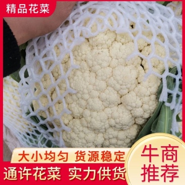 优质精品白面青梗松花菜一手货源。乳白色净菜