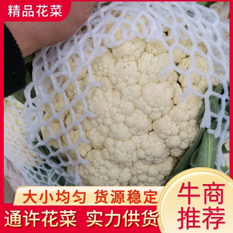 优质精品白面青梗松花菜一手货源。乳白色净菜