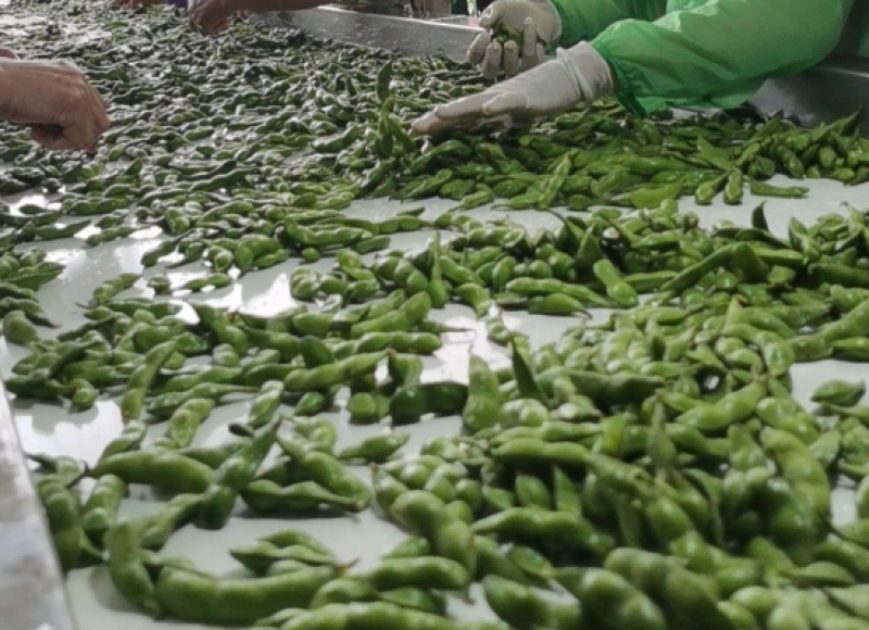 翠绿宝，小寒王大量上市水冼一条龙服务，对接各大商场市场