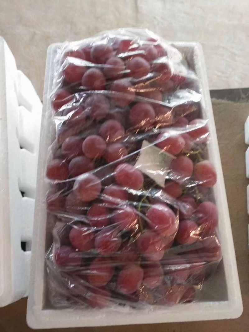 精品葡萄，河北红提。一手货源，视频看货品质保证