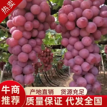 精品葡萄，河北红提。一手货源，视频看货品质保证