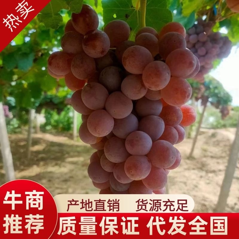 河北葡萄，精品龙眼葡萄，一手货源视频看货品质保证