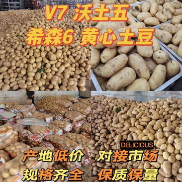 【精品批发】黄心土豆V7沃土五号希森6品种全对接全国