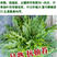 小叶芝麻菜种子有芝麻香味小青菜种籽火箭菜蔬菜菜种孑阳台