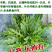 小叶芝麻菜种子有芝麻香味小青菜种籽火箭菜蔬菜菜种孑阳台