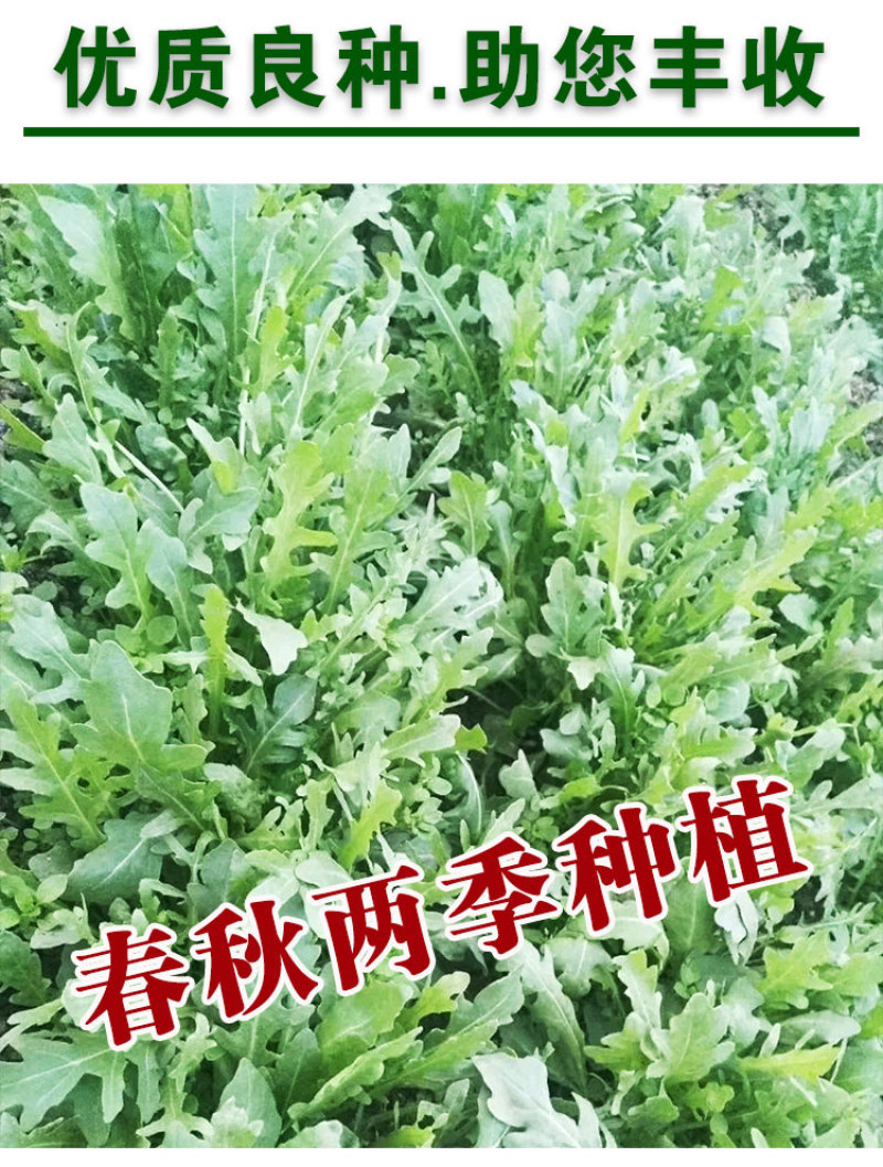 小叶芝麻菜种子有芝麻香味小青菜种籽火箭菜蔬菜菜种孑阳台