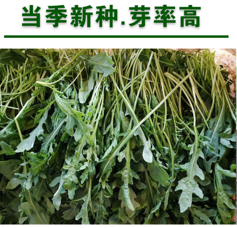 小叶芝麻菜种子有芝麻香味小青菜种籽火箭菜蔬菜菜种孑阳台