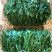 小叶芝麻菜种子有芝麻香味小青菜种籽火箭菜蔬菜菜种孑阳台