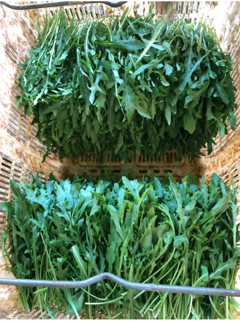 小叶芝麻菜种子有芝麻香味小青菜种籽火箭菜蔬菜菜种孑阳台