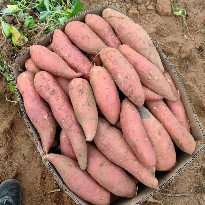 【精品】大量供货万亩库存基地开始供货有西瓜红，密薯，龙薯