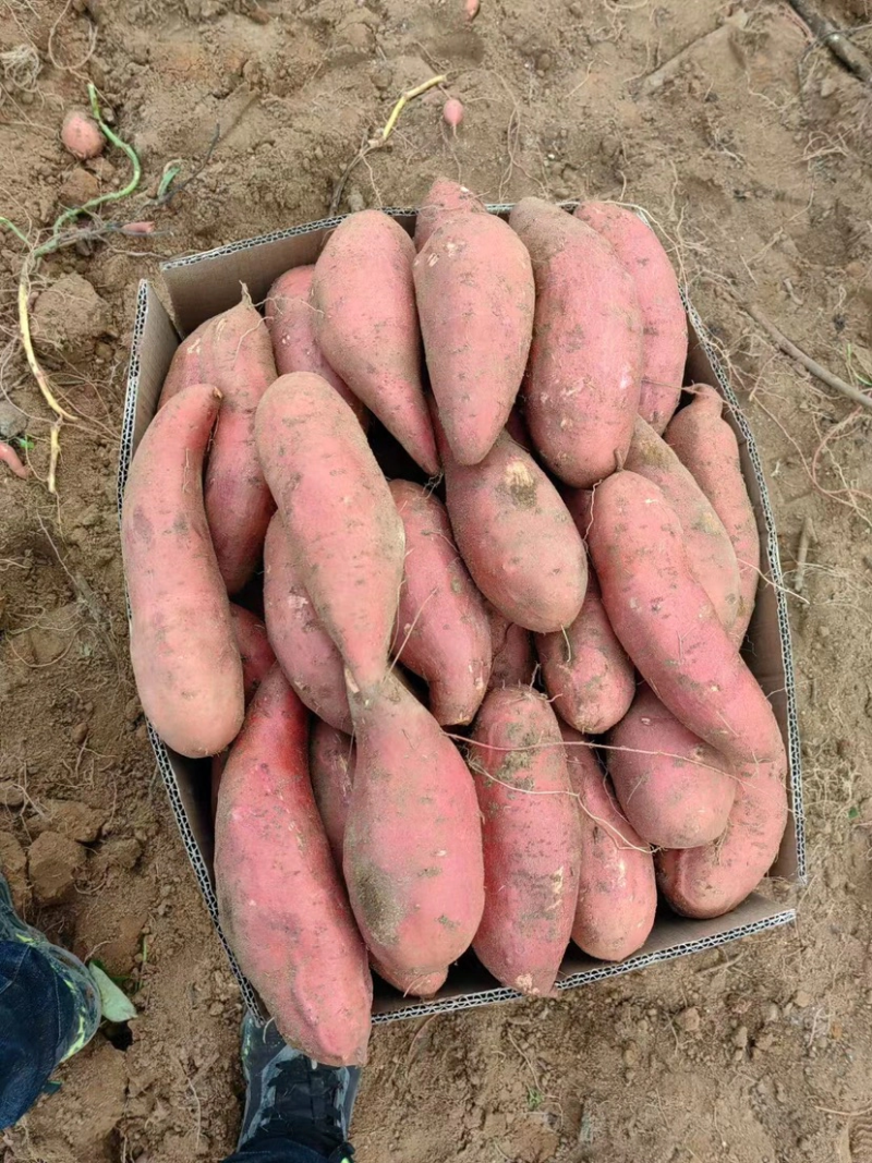 【精品】大量供货万亩库存基地开始供货有西瓜红，密薯，龙薯