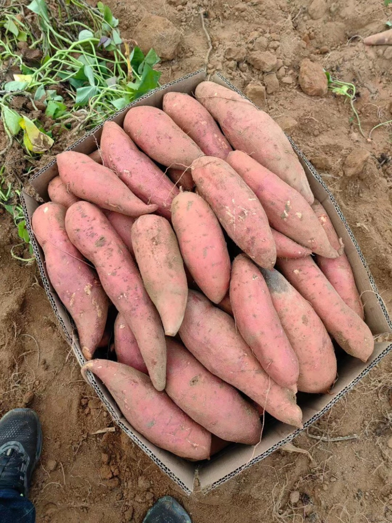 【精品】大量供货万亩库存基地开始供货有西瓜红，密薯，龙薯