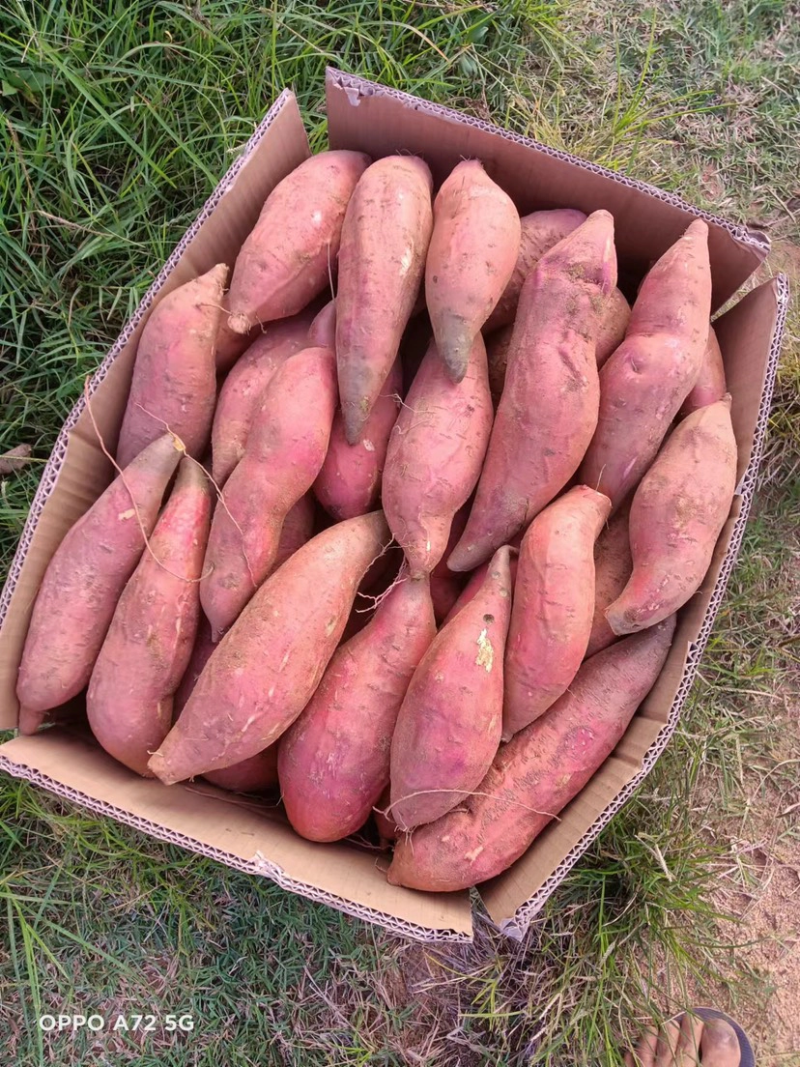 【精品】大量供货万亩库存基地开始供货有西瓜红，密薯，龙薯
