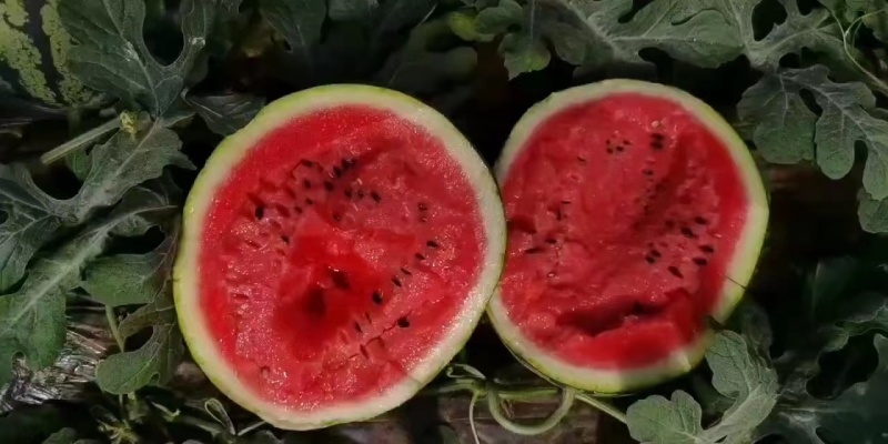 甜王西瓜大鹏，真实价格，质量三包，全国各地代收，可货到