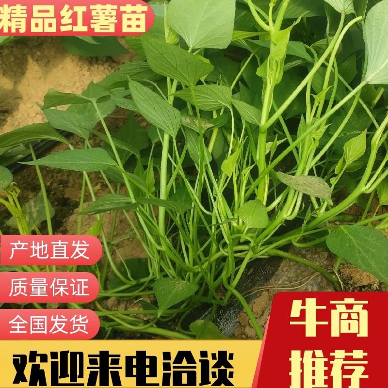 红薯苗子预订了！河北衡水饶阳县高恩密薯基地大田苗大量供货