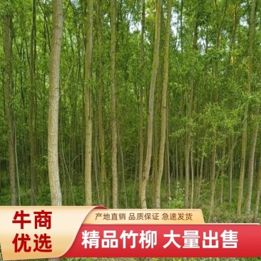 热销：竹柳大量出售，精品竹柳，质量保证，欢迎咨询采购