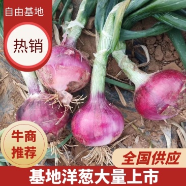 基地洋葱大量上市供应中，市场，超市，电商。