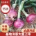 基地洋葱大量上市供应中，市场，超市，电商。