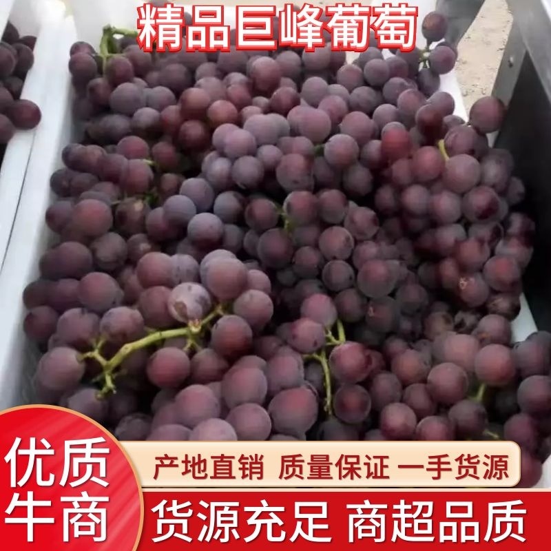 【热销】巨峰葡萄威县万亩巨峰葡萄产地直销直销欢迎来电订购