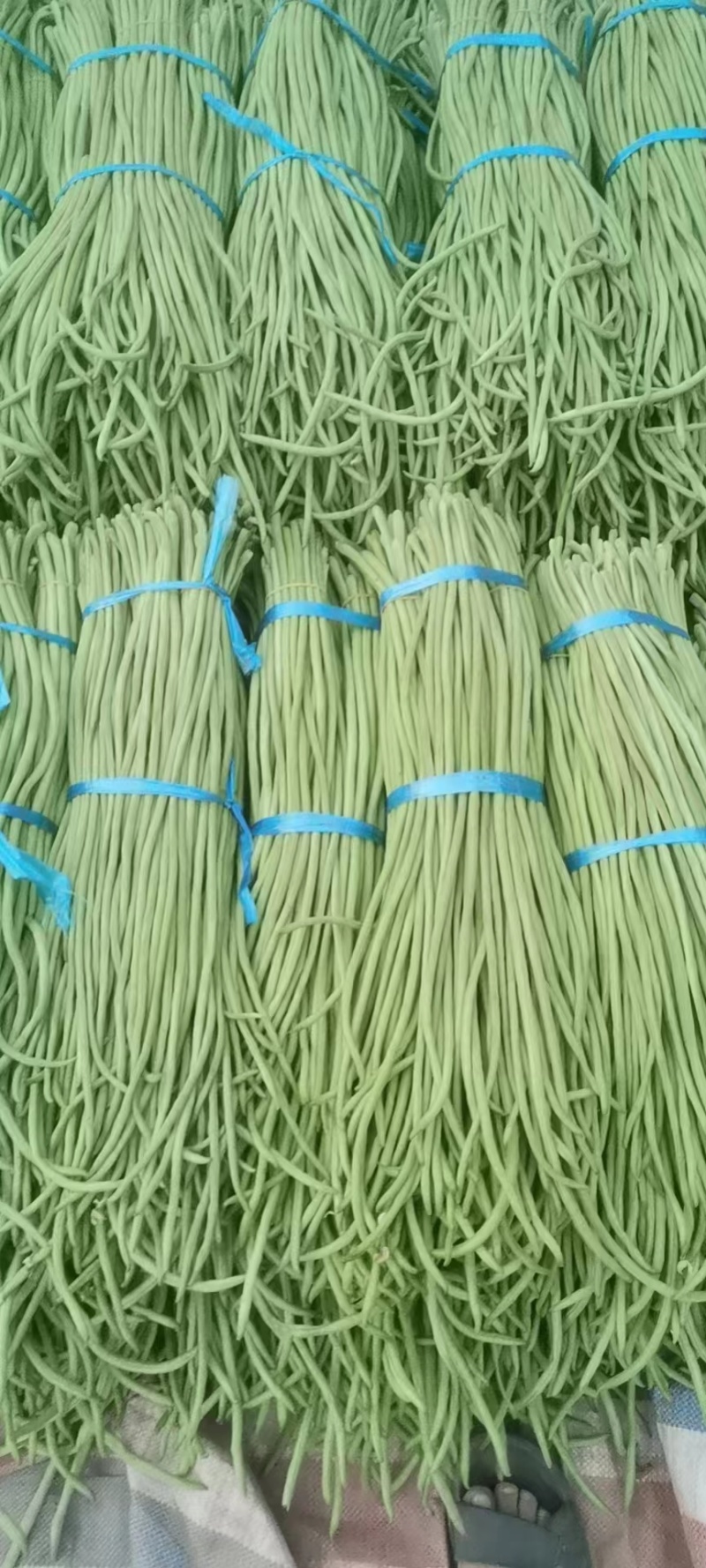 长豆角，开封长豆角，货源充足，现摘现发，诚信经营