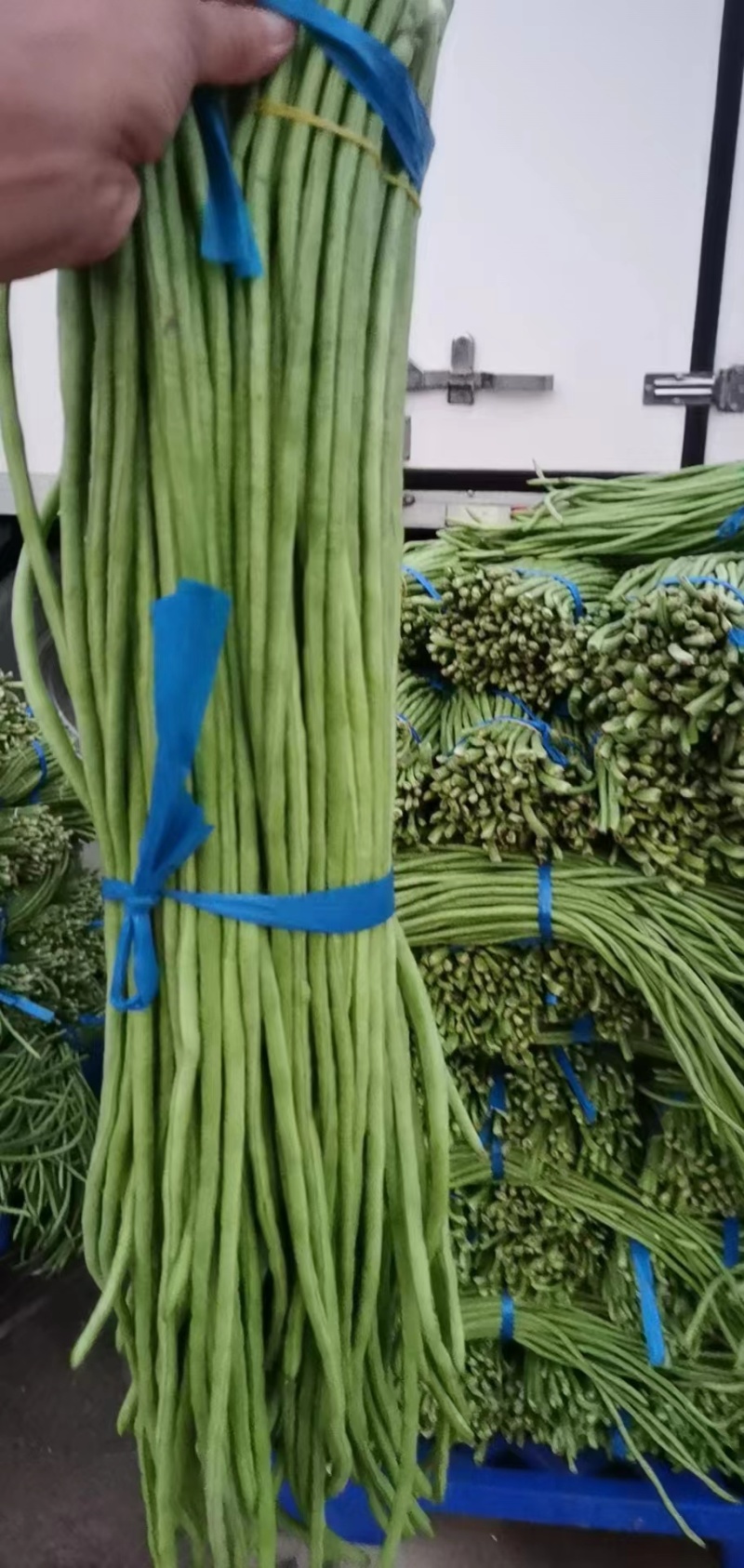 长豆角，开封长豆角，货源充足，现摘现发，诚信经营