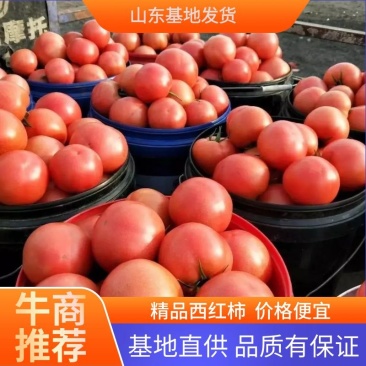 山东精品热卖西红柿茄果西红柿硬粉西红柿对接电商