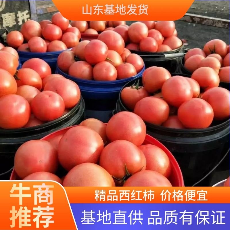 山东精品热卖西红柿茄果西红柿硬粉西红柿对接电商
