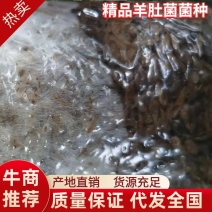 精品羊肚菌菌种，一手货源，视频诚信经营品质保证