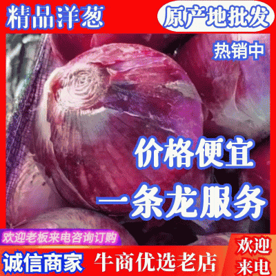 洋葱紫皮洋葱河南洋葱产地直供大量供应全国发货